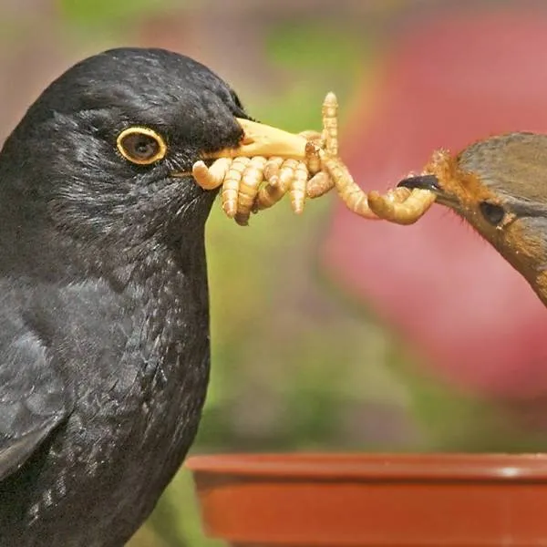 live-mealworms3.webp